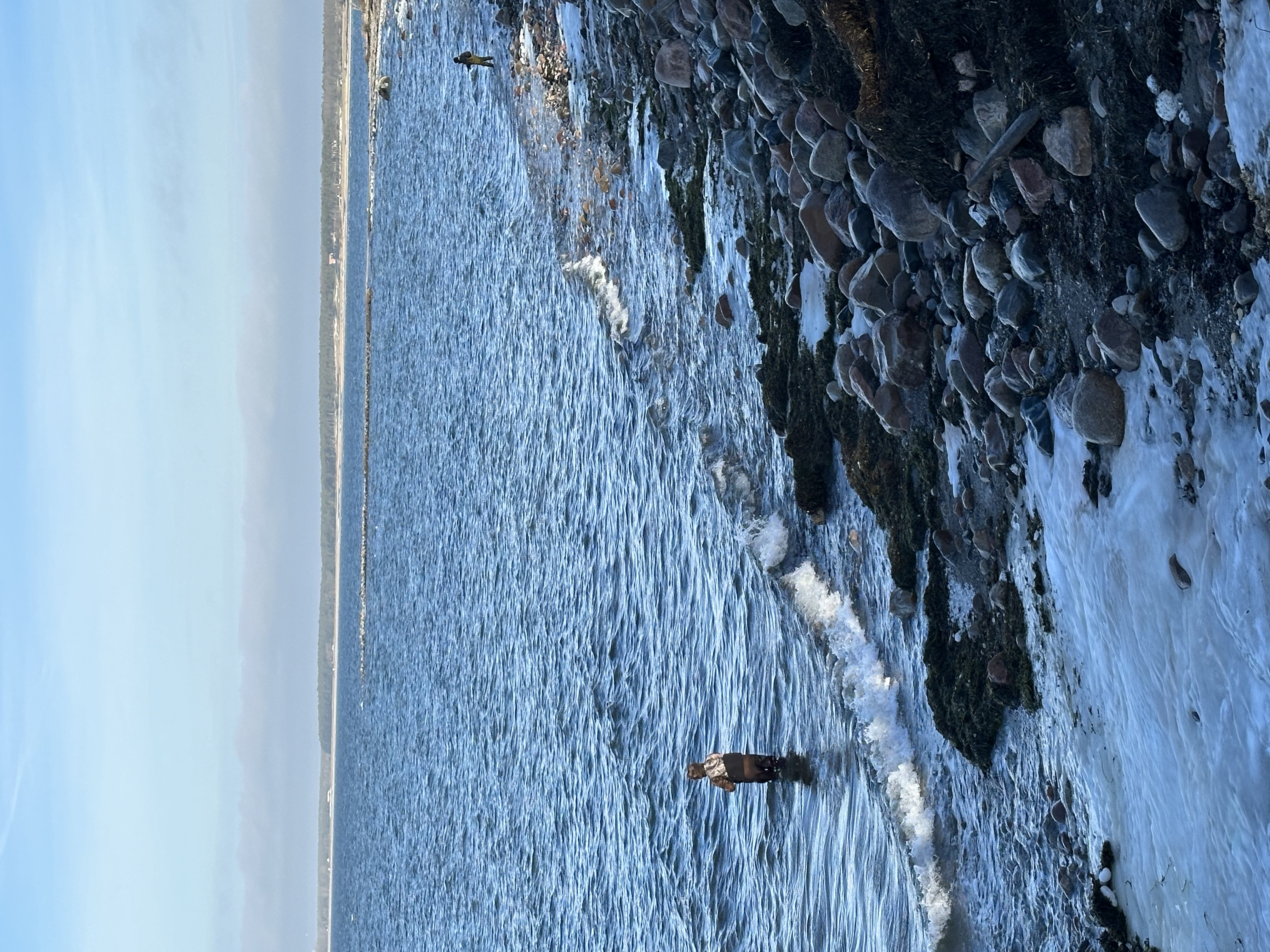 Havsöring